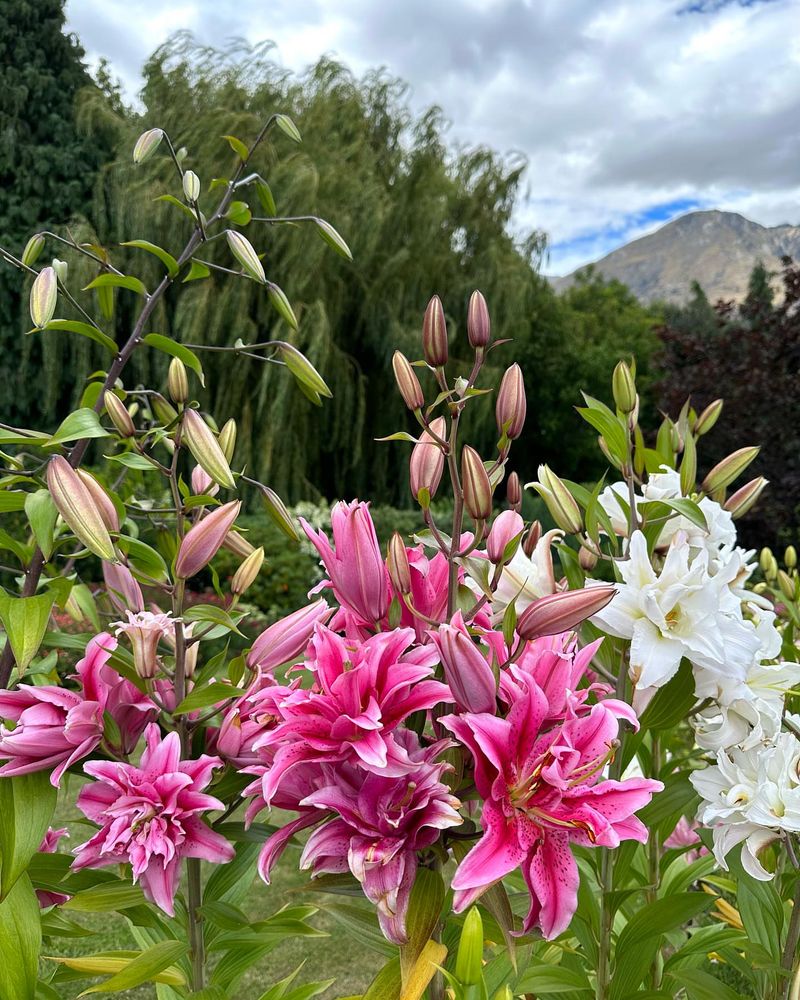 Oriental Lilies Need Different Timing