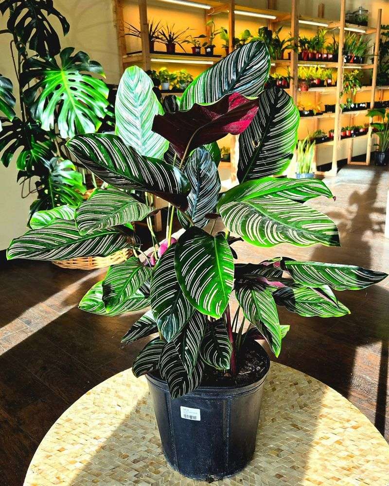Calathea