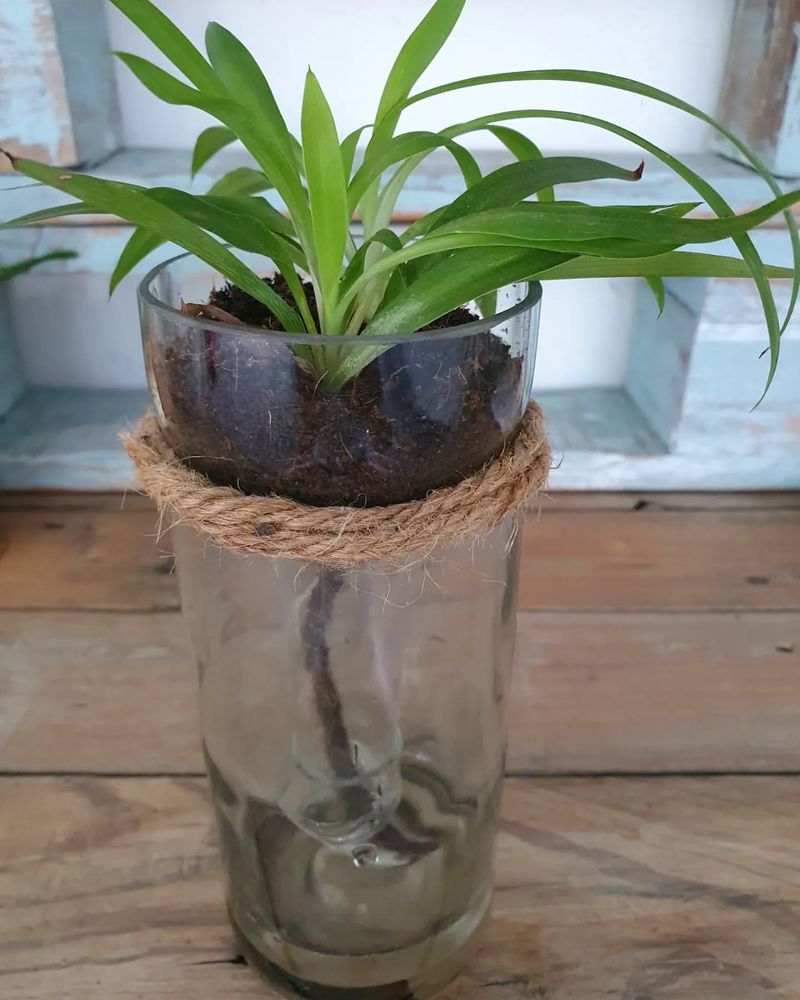 Spider Plant Babies