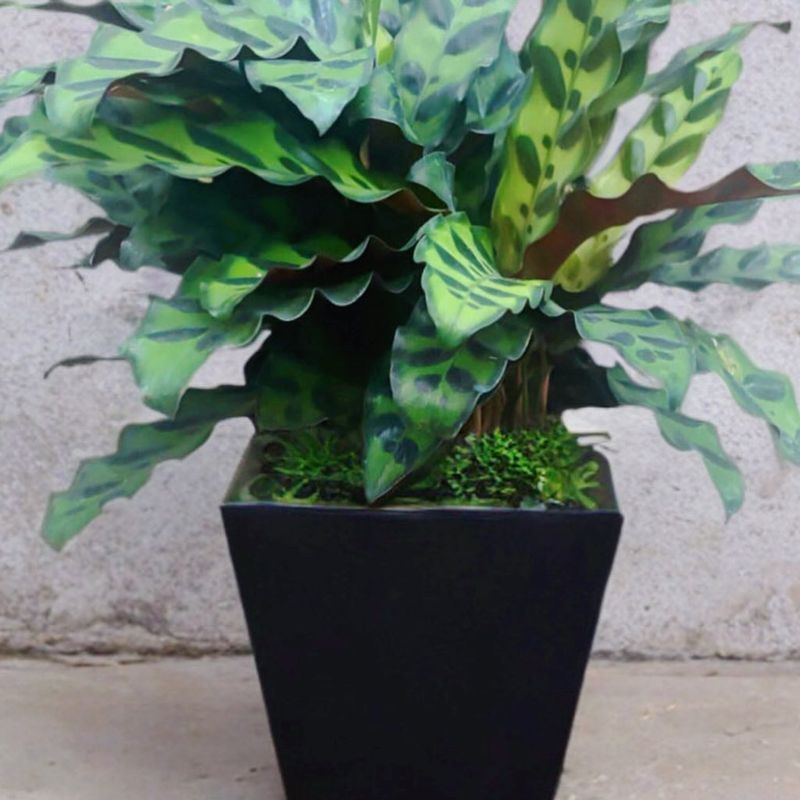 Calathea (Calathea spp.)