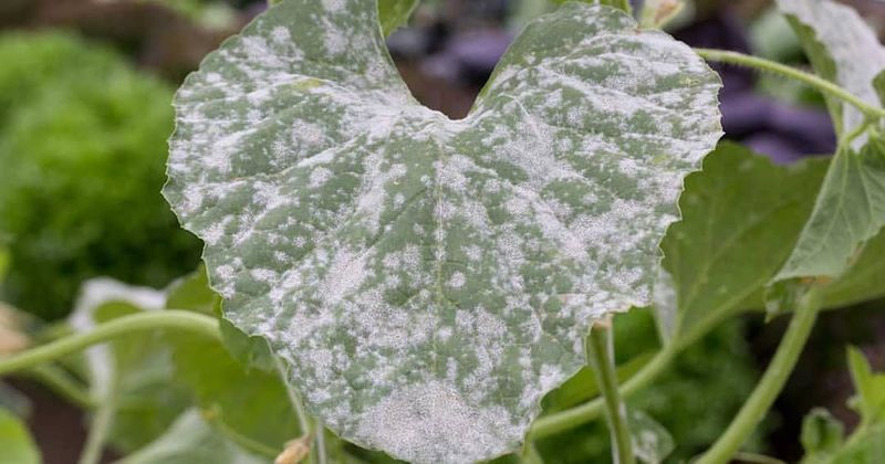 Squash Vines With Powdery Mildew