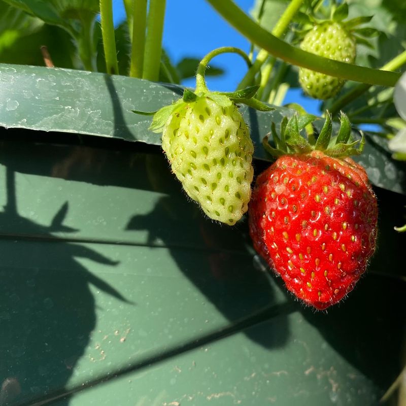 Strawberries