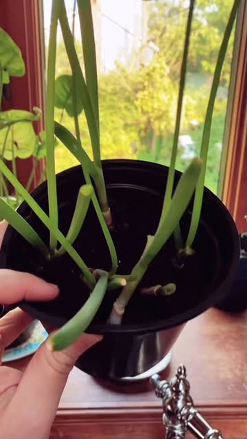 Scallions