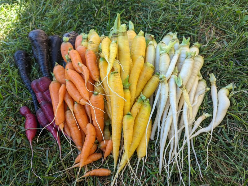 Carrots