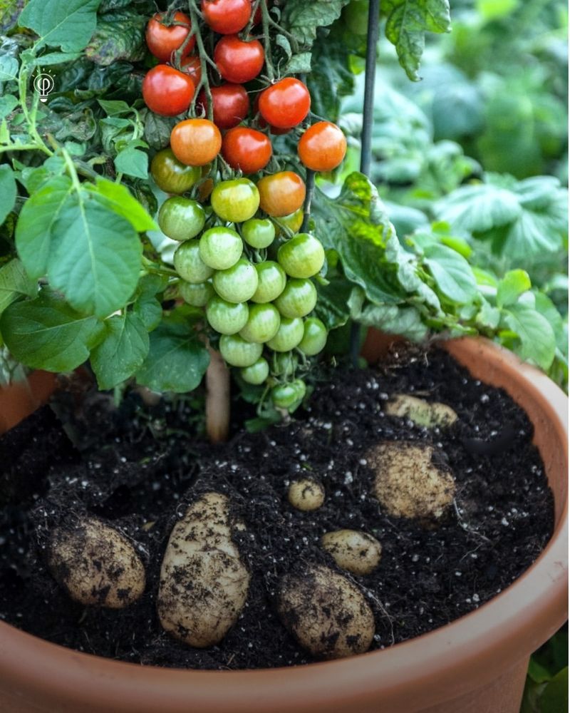 Potatoes And Tomatoes