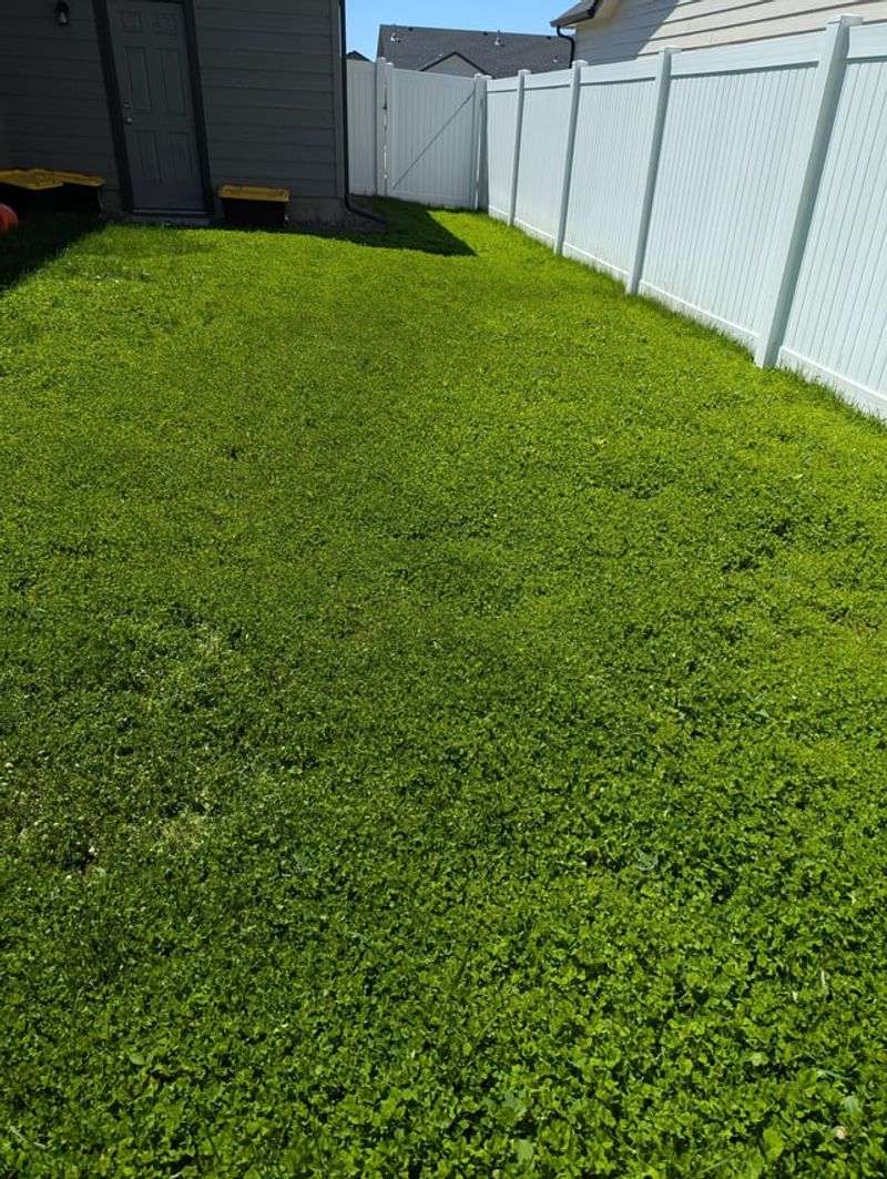 Microclover