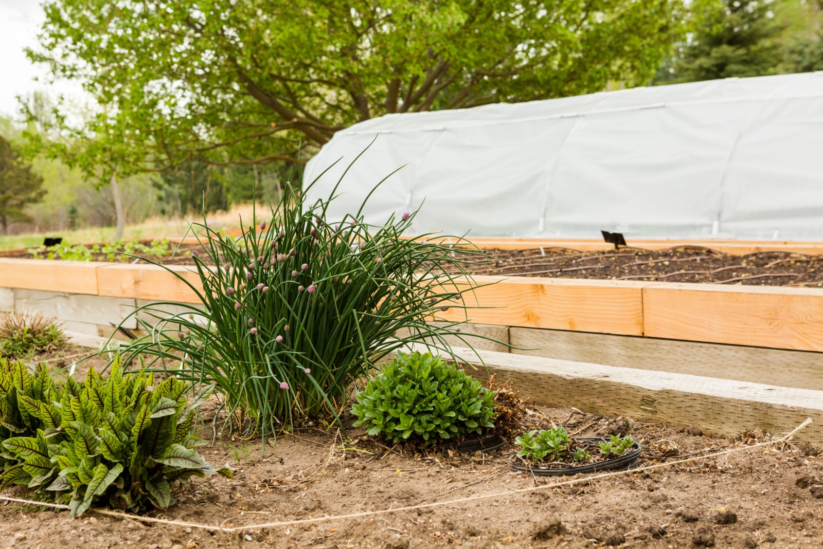 Perennials, Beds, And Soil Savings For Colorado Mountain Gardens