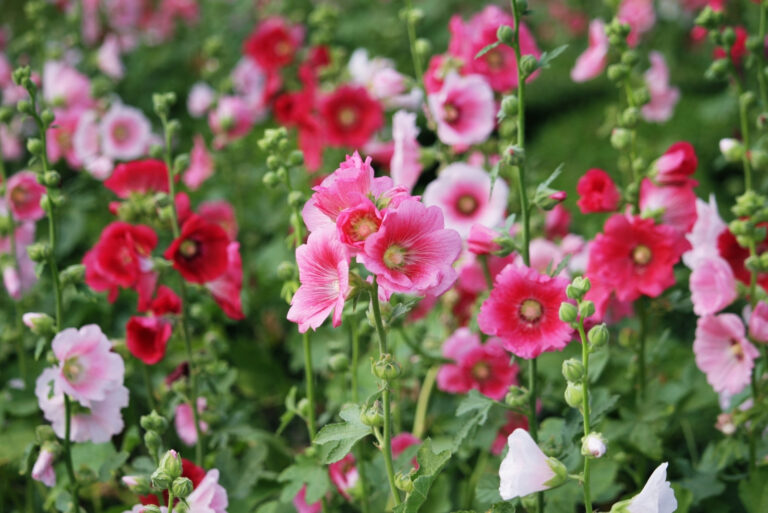 hollyhock (featured image)