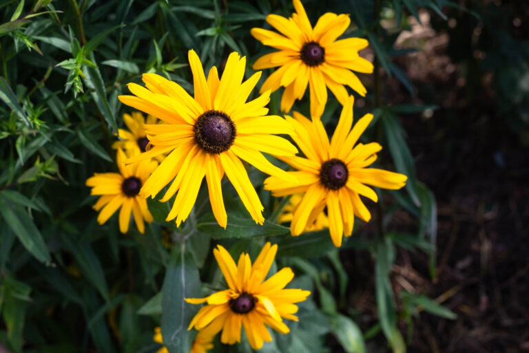 a picture of flowers on the flowerbed (featured image)