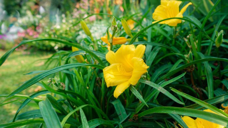 yellow daylily in bloom