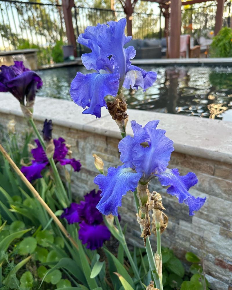 Bearded Iris