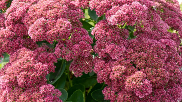 sedum autumn joy