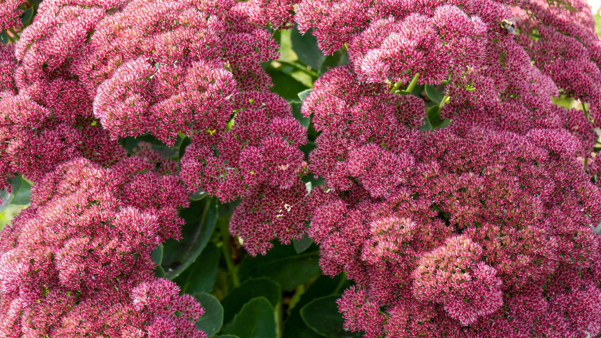 sedum autumn joy