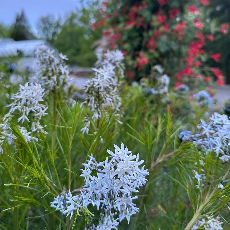 Amsonia (Blue Star)