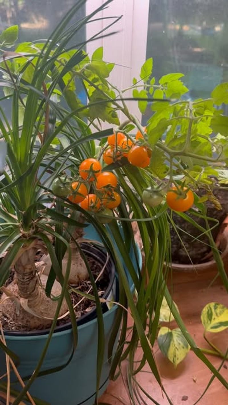 Use Premium Potting Mix