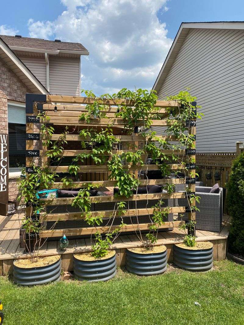 Edible Vines On Vertical Structures