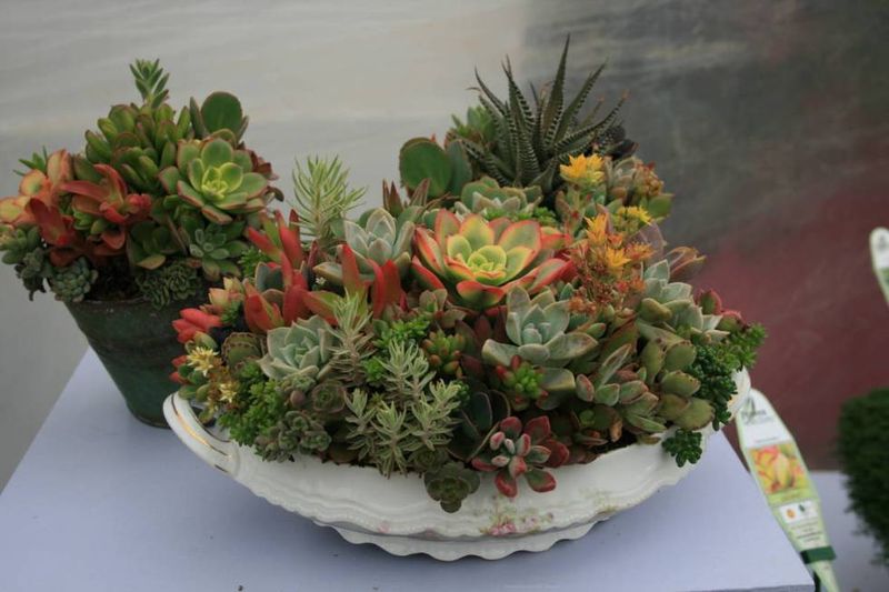 Potted Garden Groupings