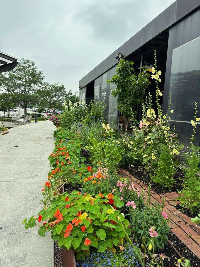 Edible Rain Garden