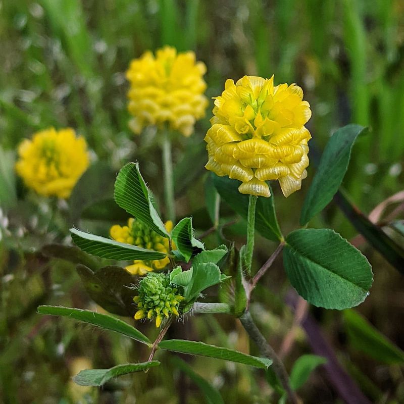 Hop Clover