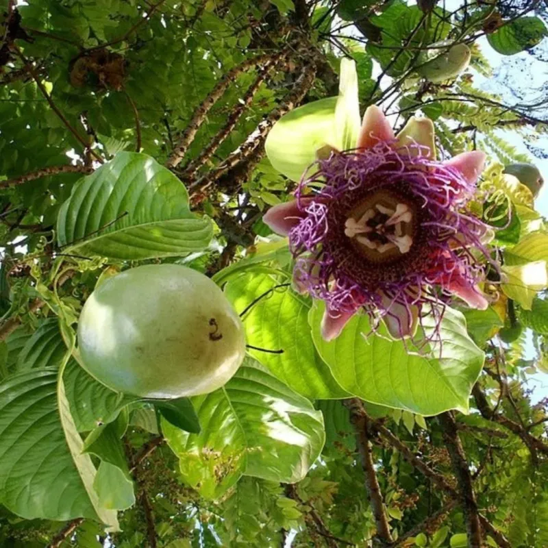 Passion Fruit's Tropical Touch