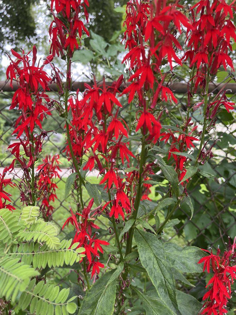 Cardinal Flower (Lobelia cardinalis)