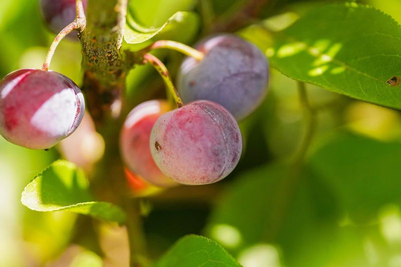 Beach Plum
