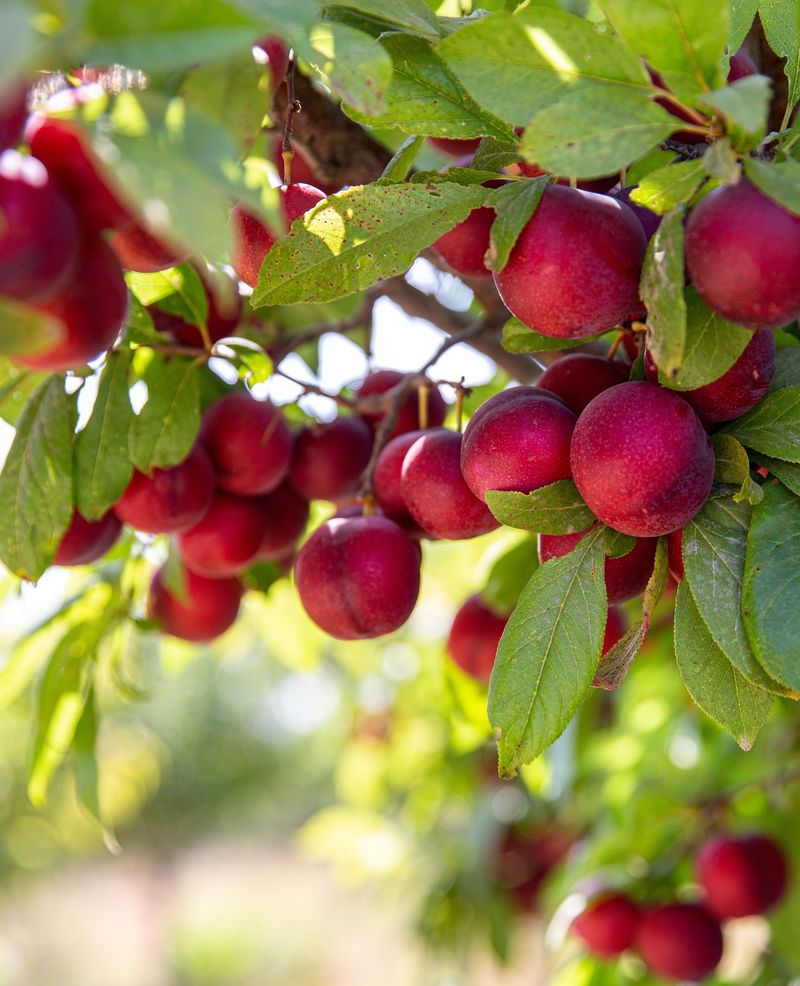 Plums