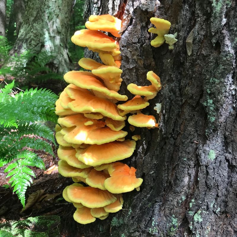 Excessive Mushroom Growth