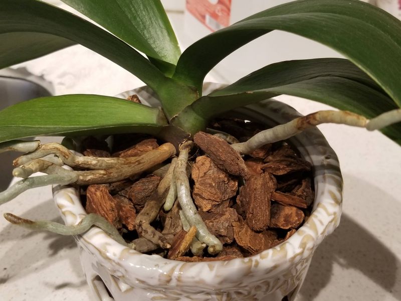 Root Exposure Technique