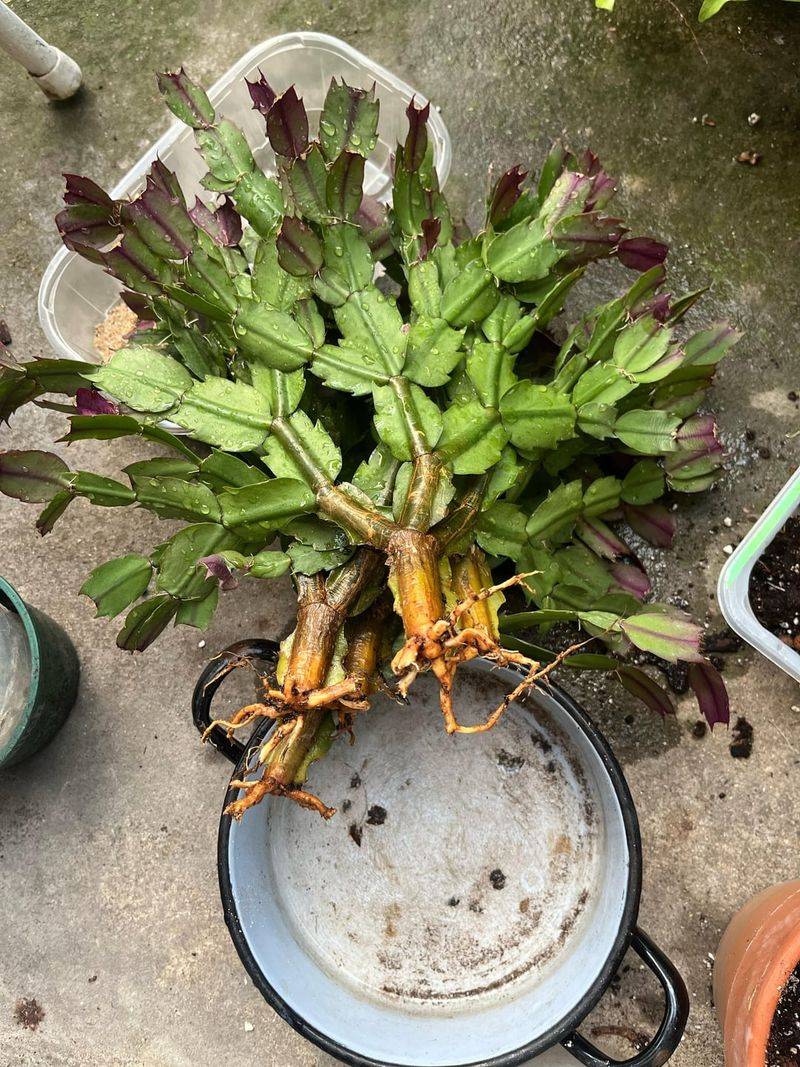 Root Health Inspection