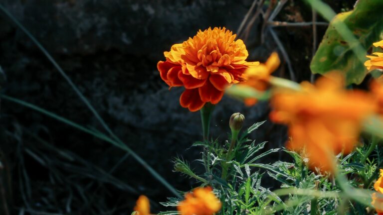 marigolds