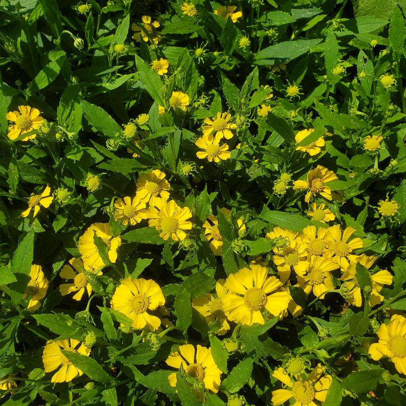 Native Prairie Restoration Hero