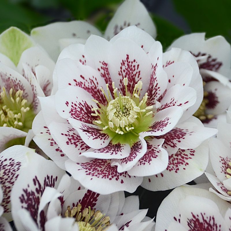Double-Flowered Varieties Block Access
