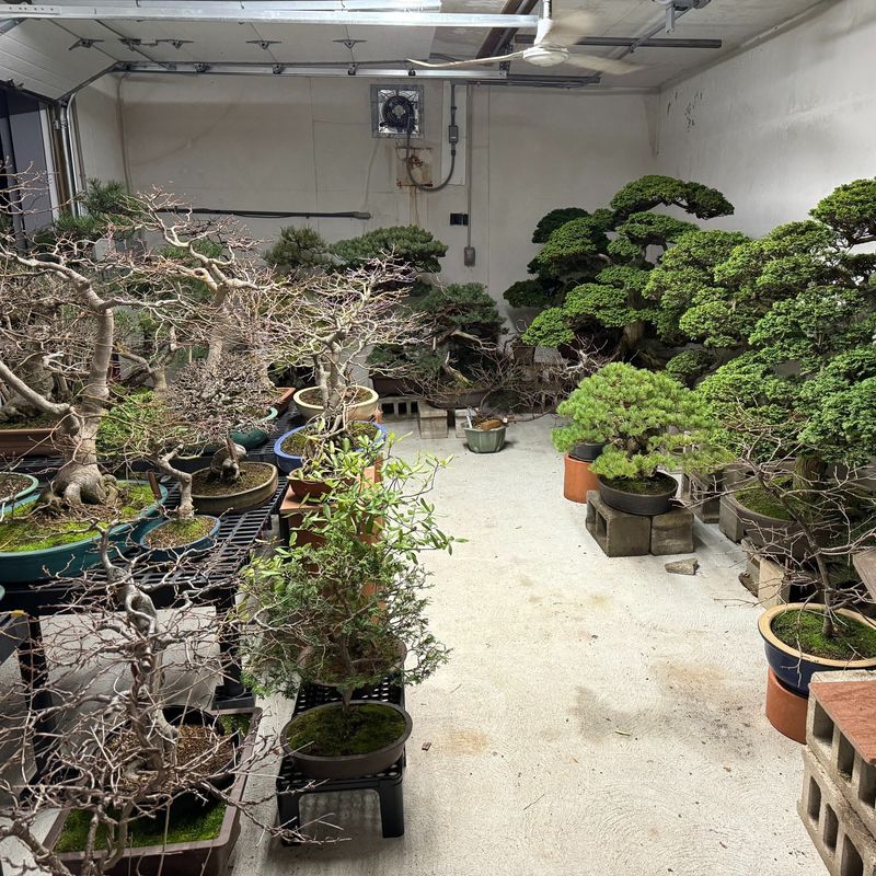 Bonsai Collection Houses Living Treasures Over 250 Years Old