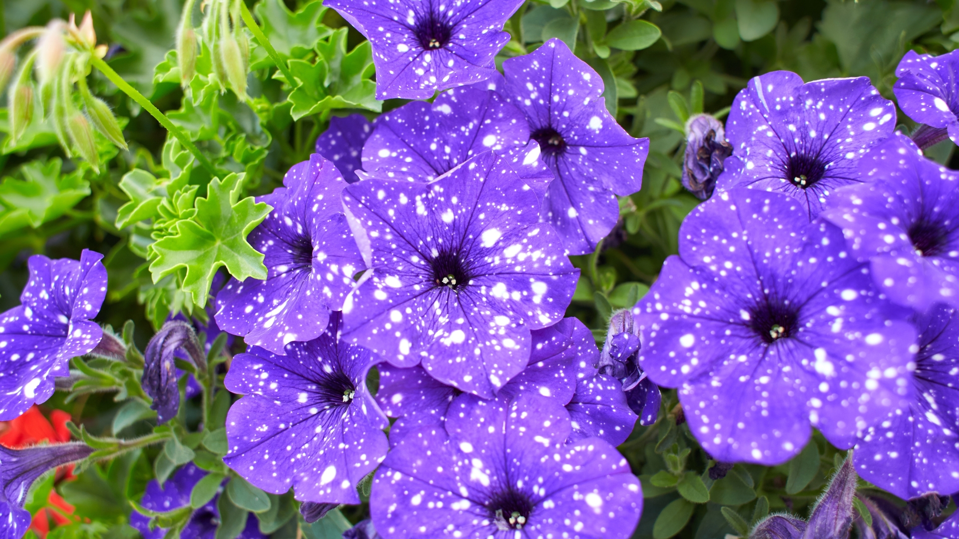 Petunia Varieties That May Add Bioluminescent Glow To San Diego Gardens