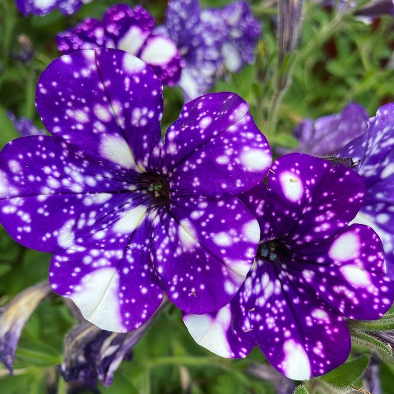 Night Sky Petunia