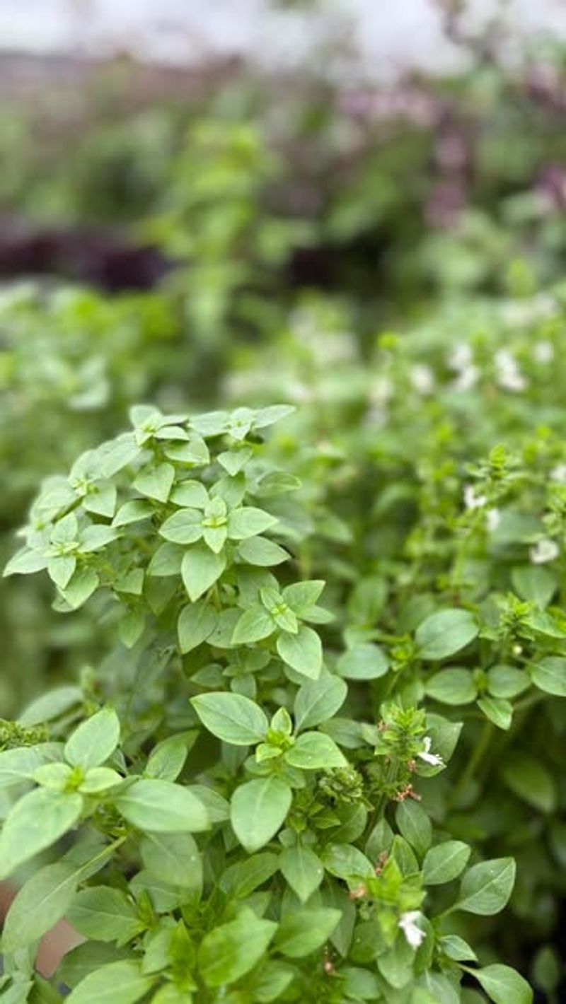 Basil