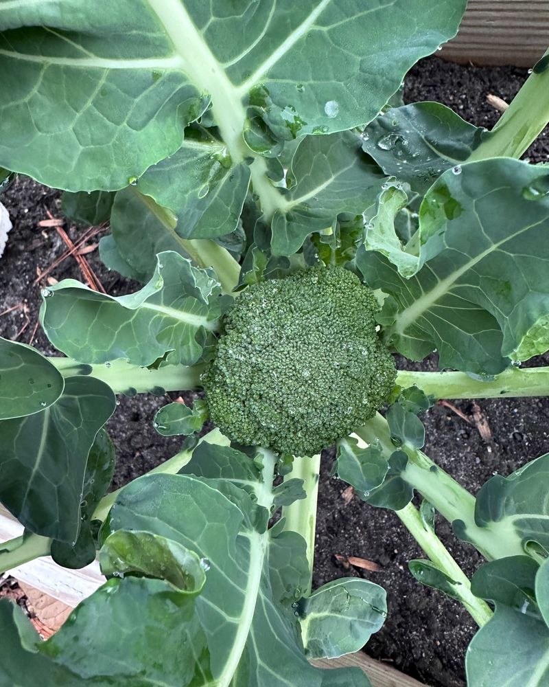 Broccoli