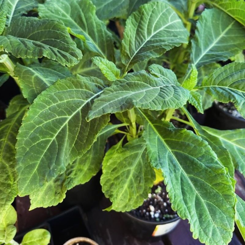 Salvia Divinorum