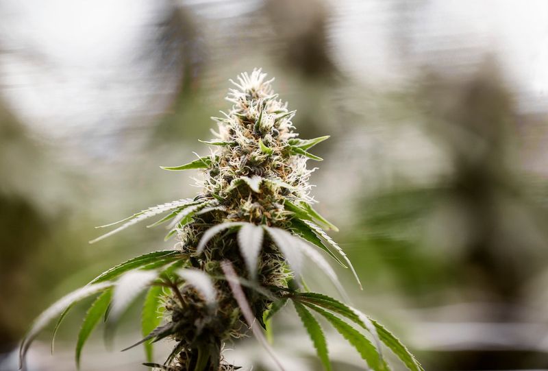 Hemp Without Permits