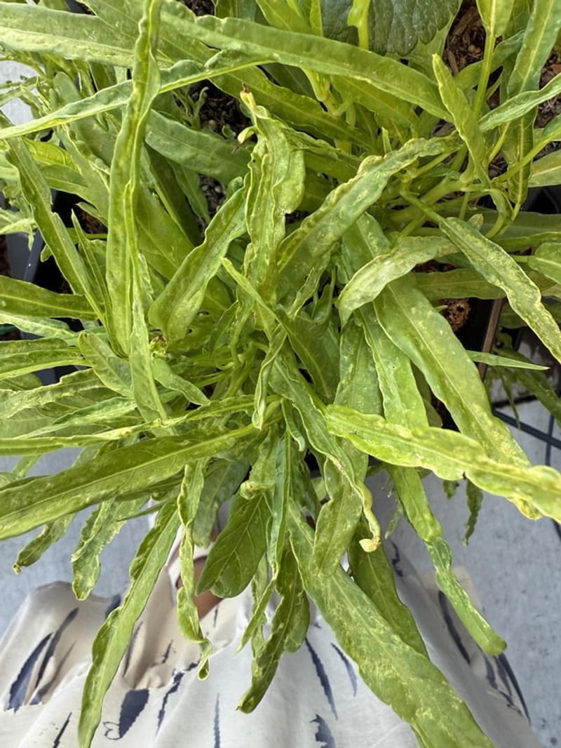 Water Spinach