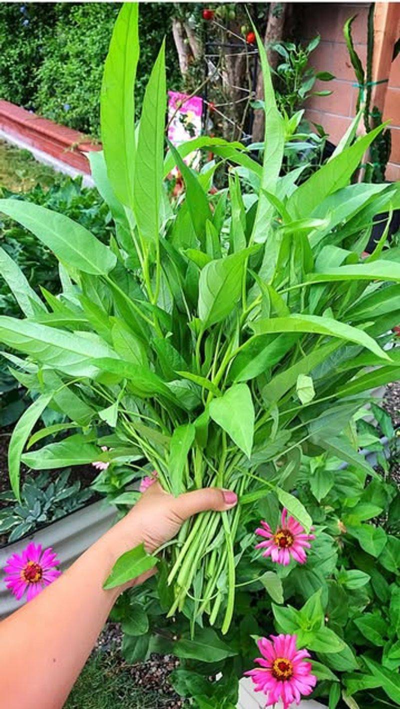 Water Spinach