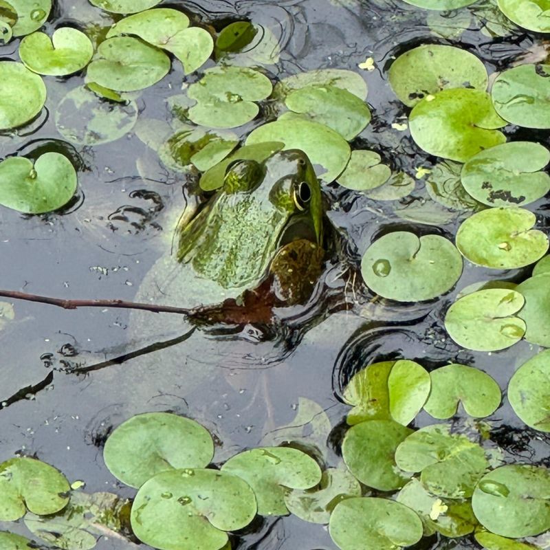European Frogbit