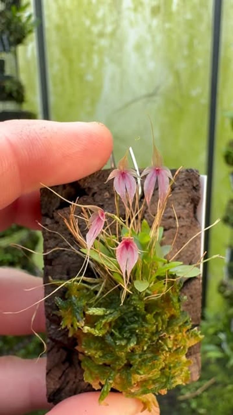 Miniature Orchid Collection