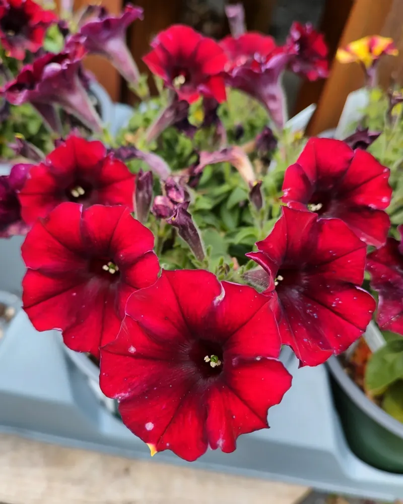 Dreams Midnight Petunia