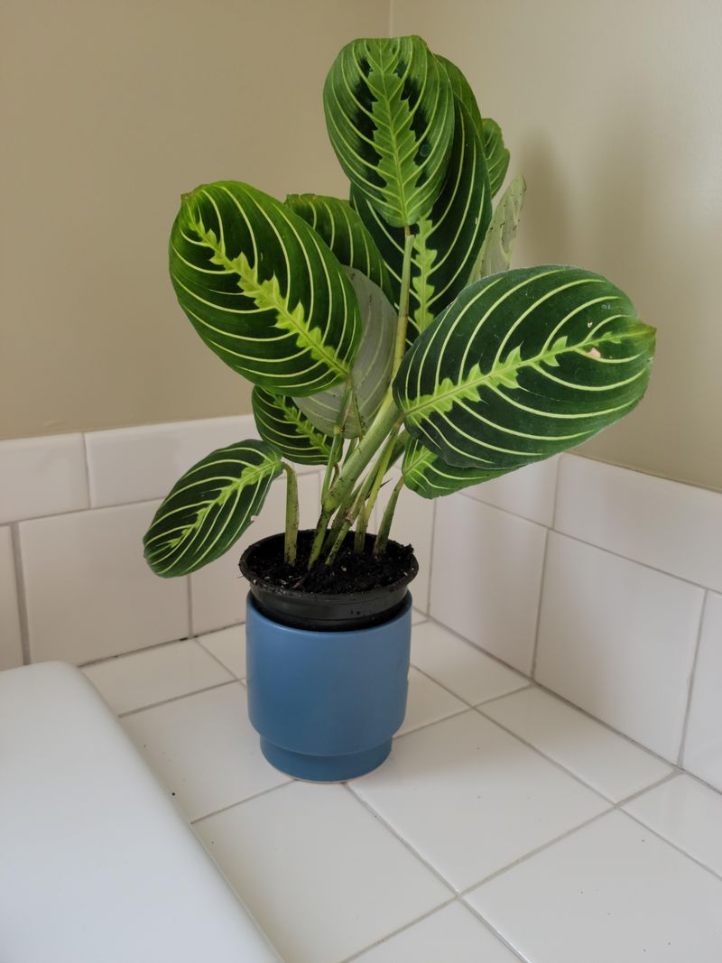 Calathea