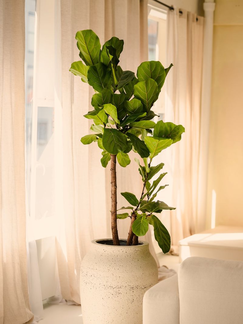 Ficus