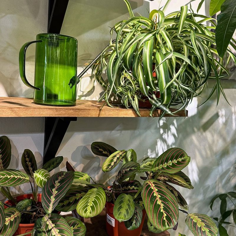 Spider Plant