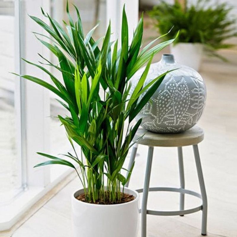 Areca Palm: Natural Humidifier