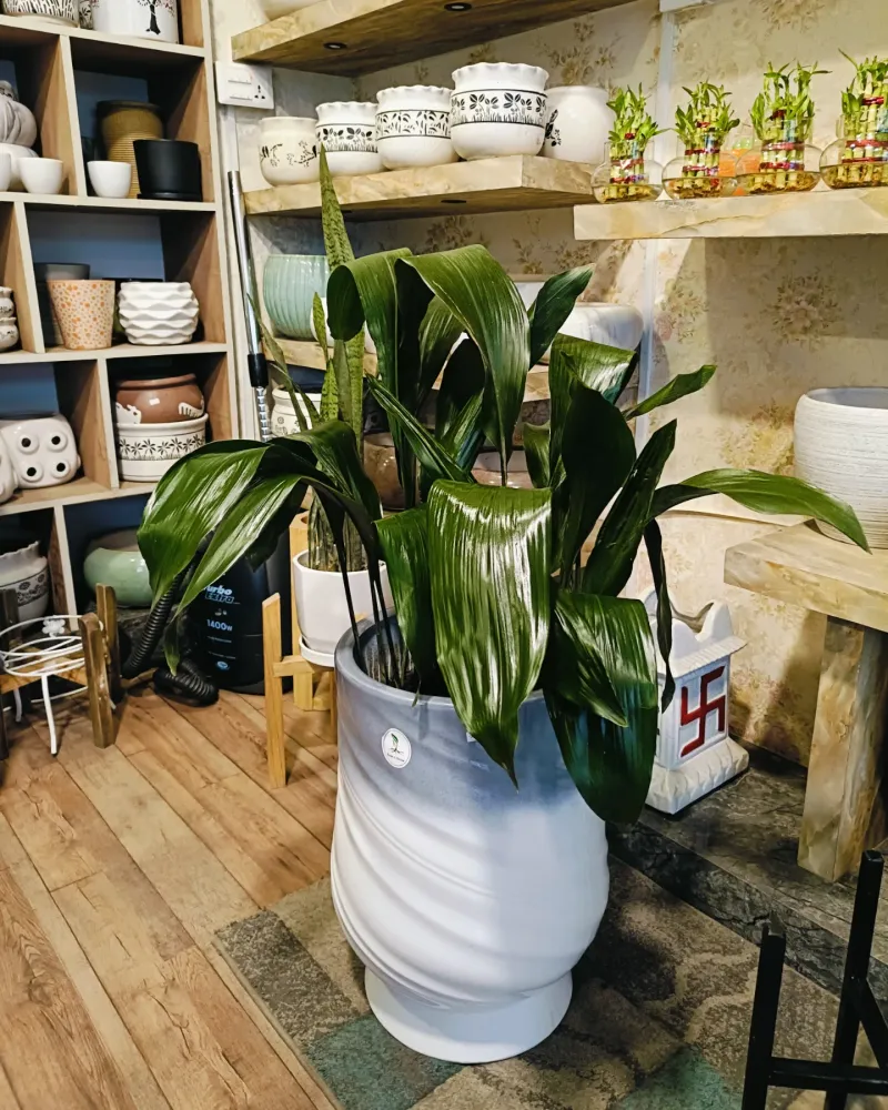 Cast Iron Plant (Aspidistra elatior)
